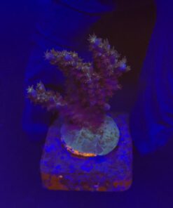 Alternative view of Subulata Purple M
