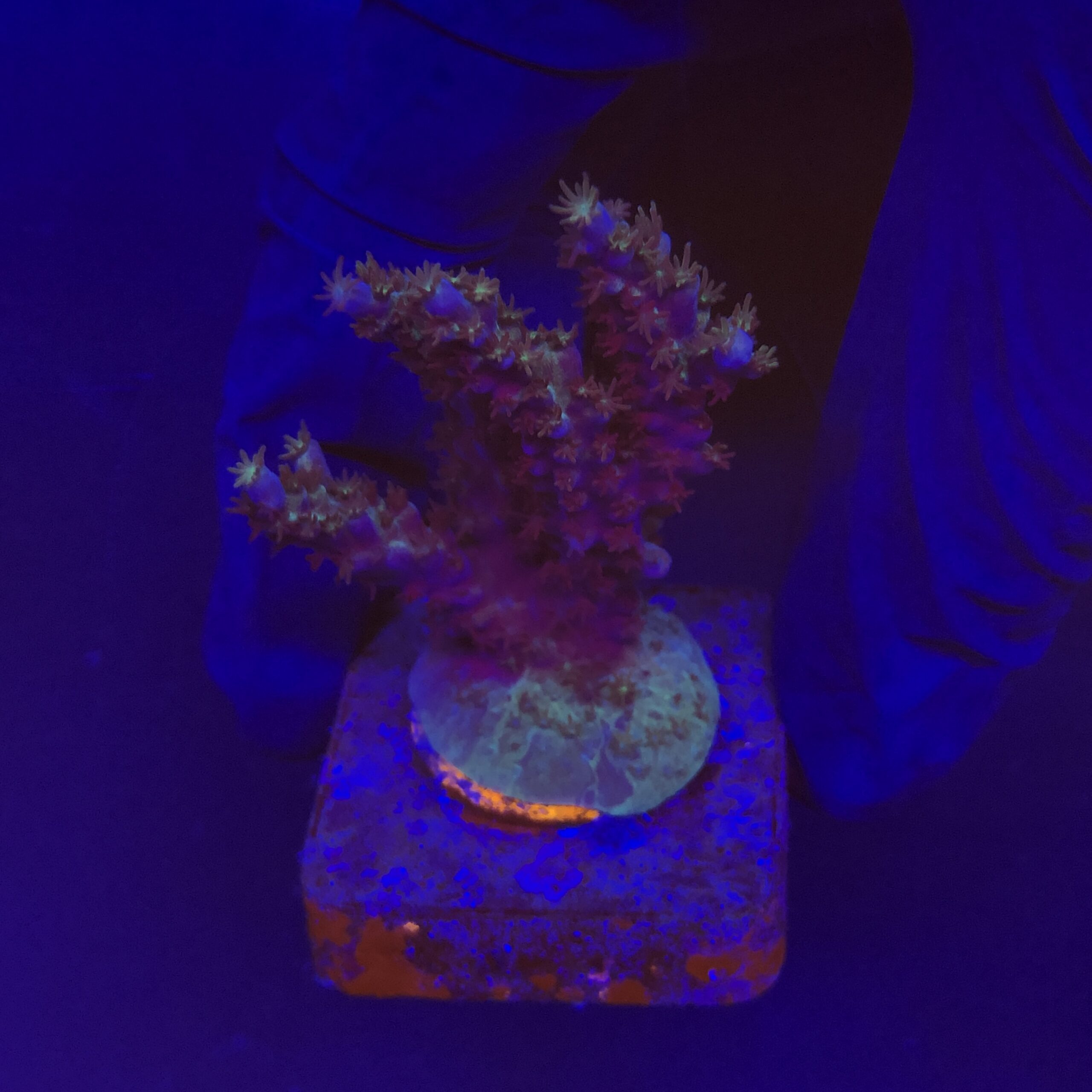 Subulata Purple M - Imagem 2