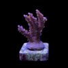 Subulata Purple M