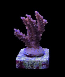 Subulata Purple M