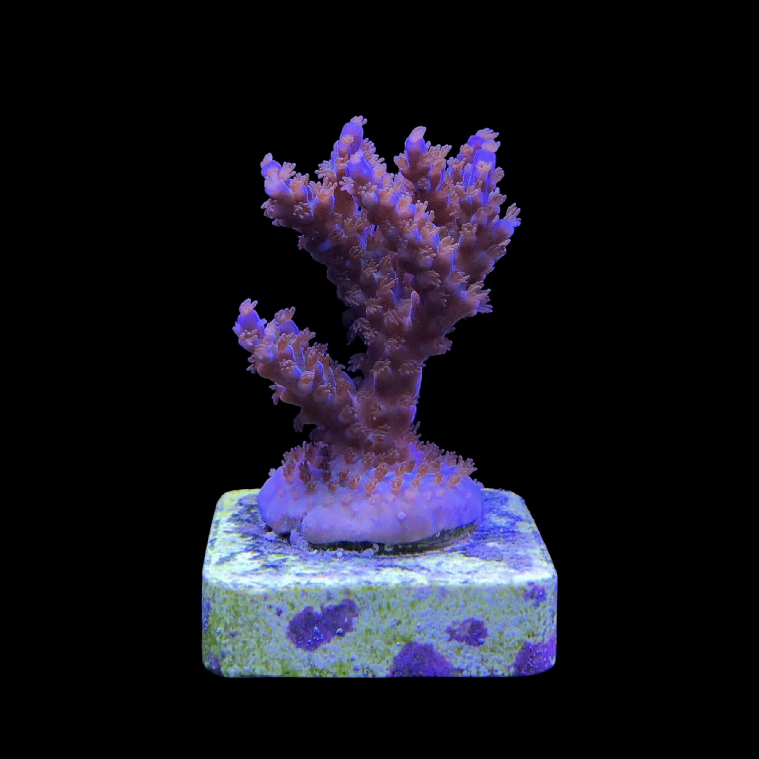 Subulata Purple M