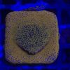 Montipora Superman M