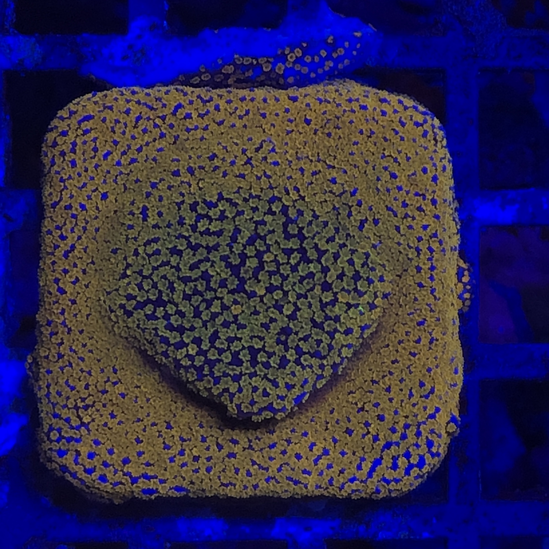 Montipora Superman M