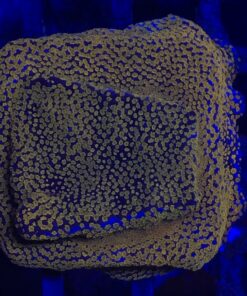 Montipora Superman M