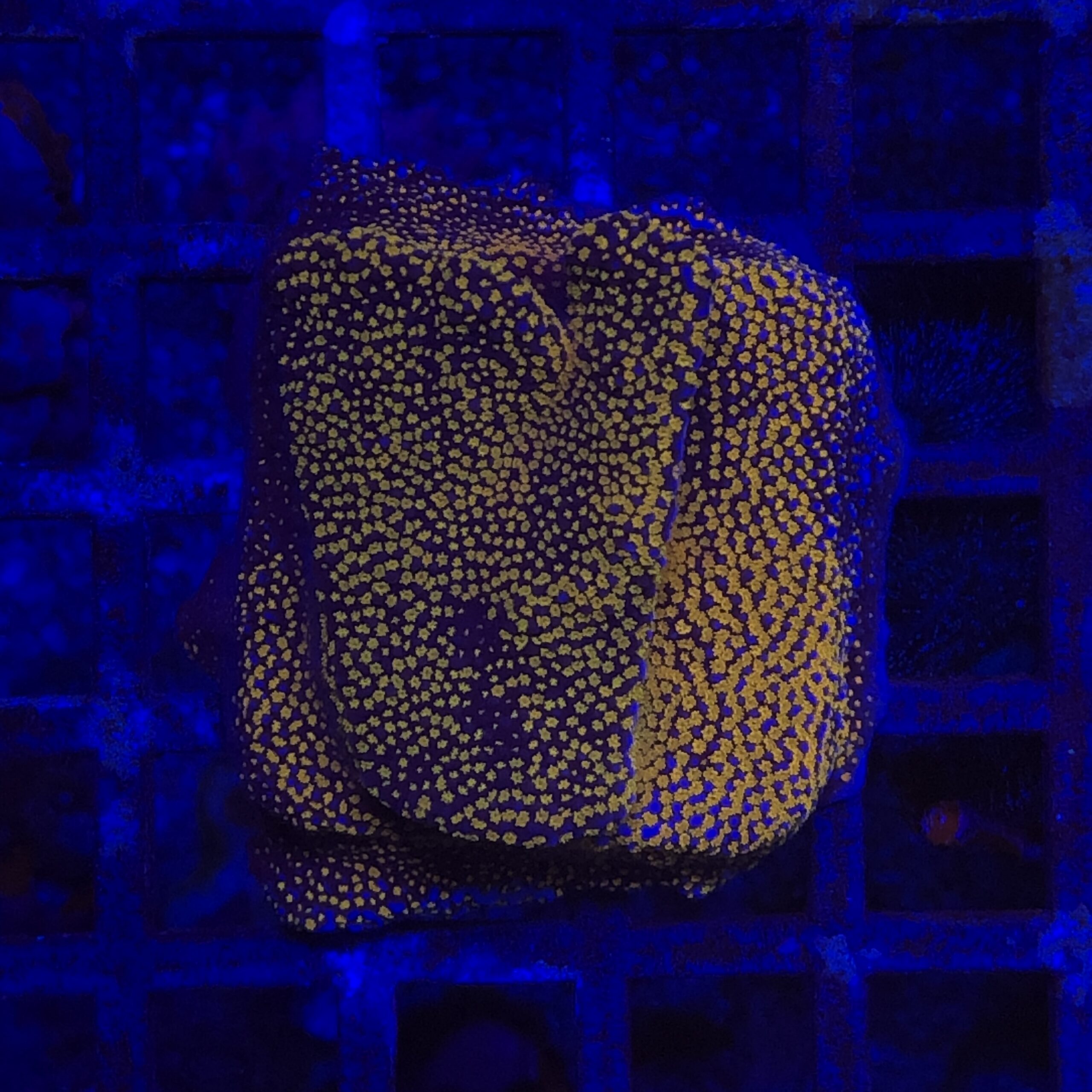 Montipora Superman M