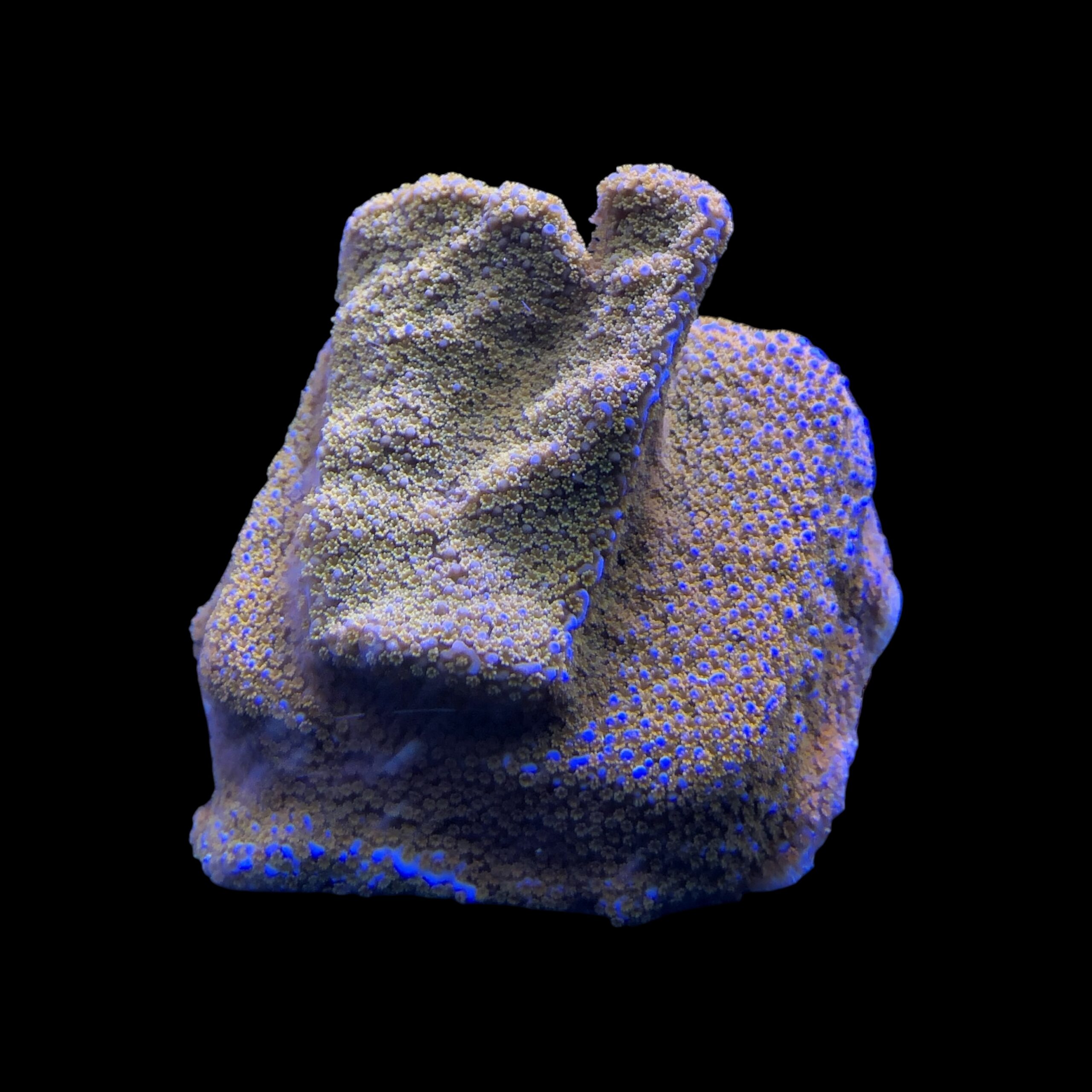 Montipora Superman M - Imagem 2