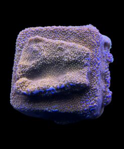 Alternative view of Montipora Superman M