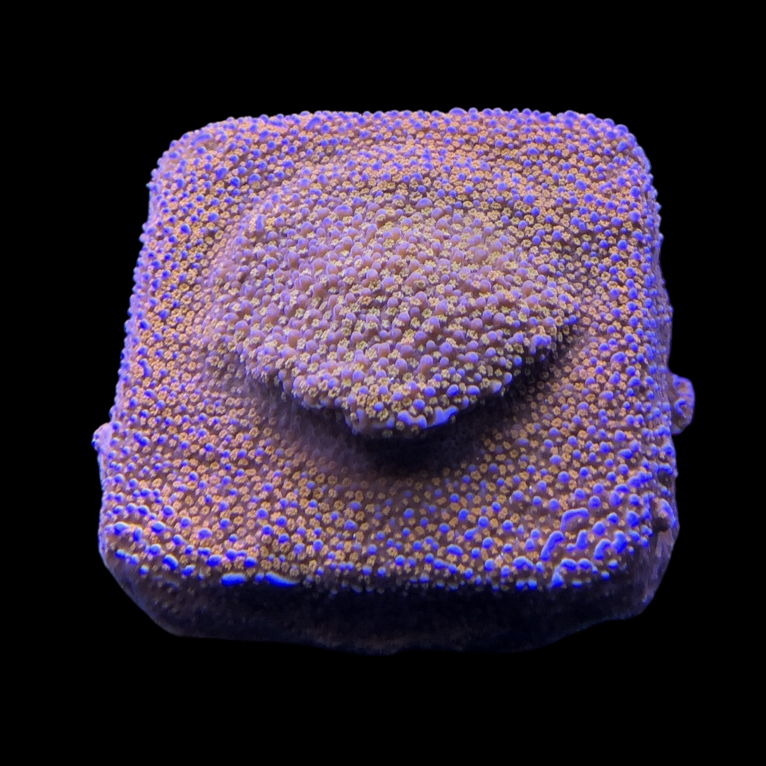 Montipora Superman M - Imagem 2