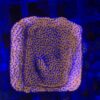 Montipora Superman Reverse (Mystic) M
