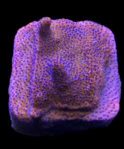 Alternative view of Montipora Superman Reverse (Mystic) M