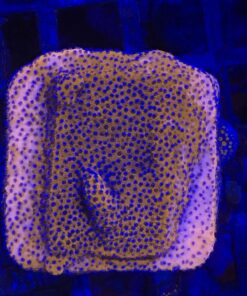 Montipora Superman Reverse (Mystic) M