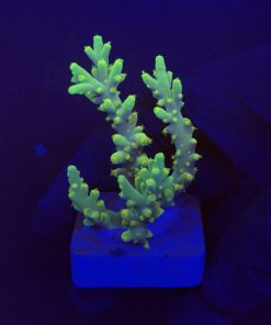 Toxic Green M