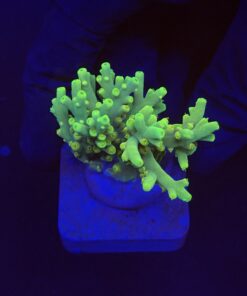 Toxic Green M