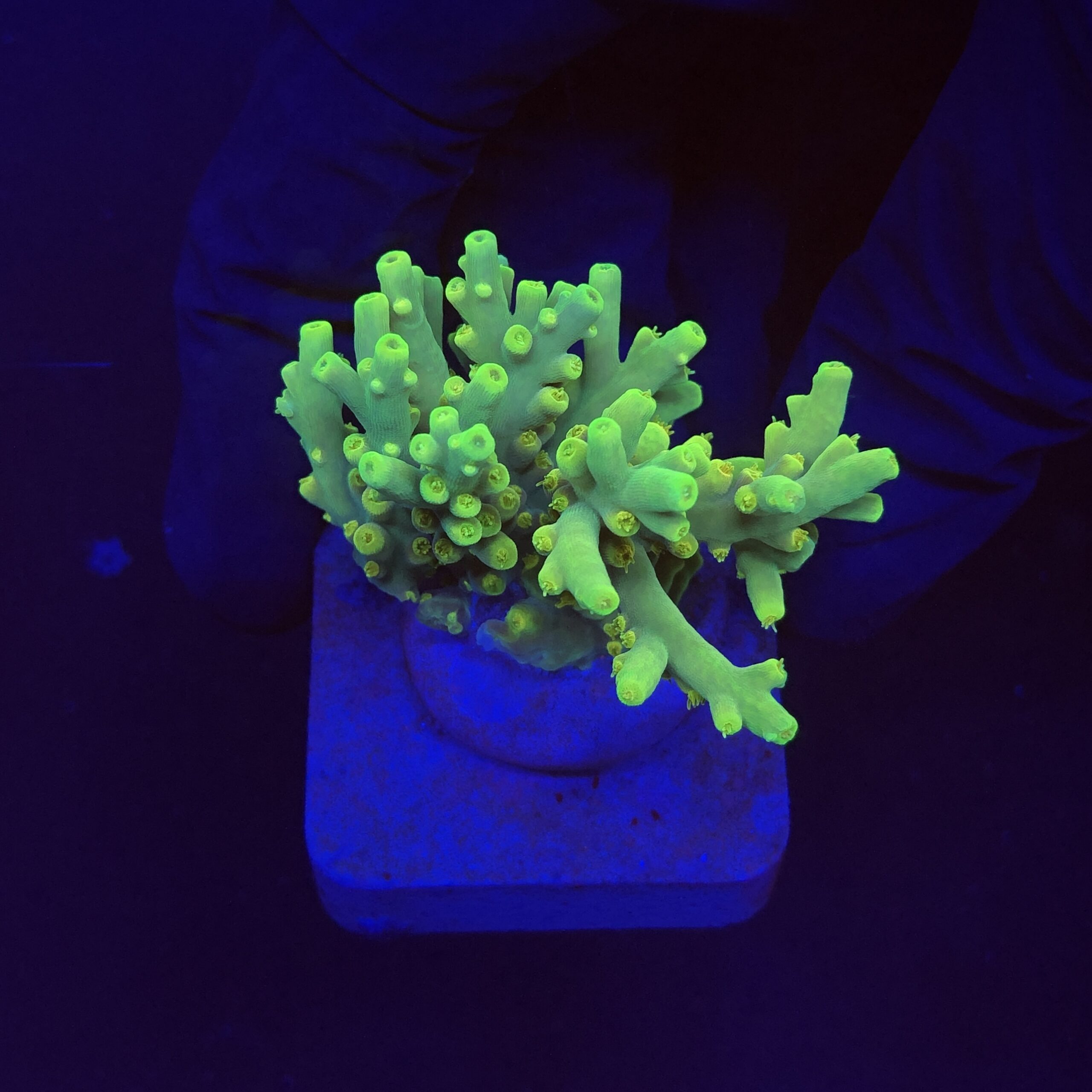 Toxic Green M