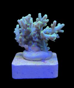 Alternative view of Toxic Green M