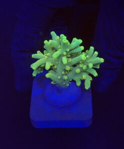 Toxic Green M