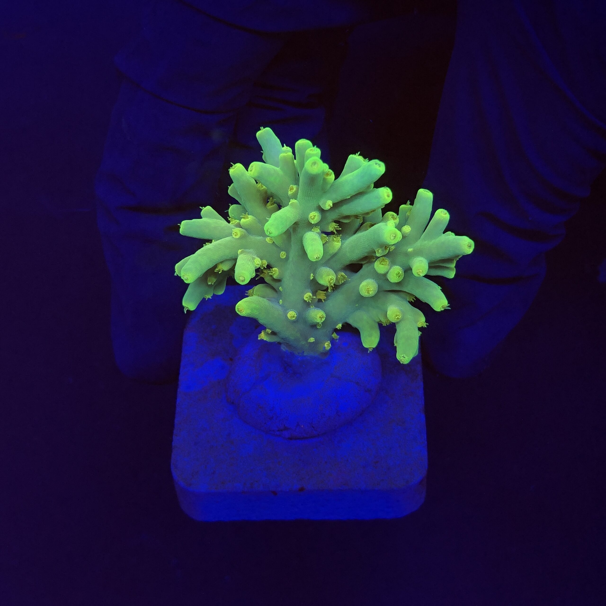 Toxic Green M