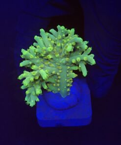 Toxic Green M