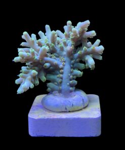 Alternative view of Toxic Green M