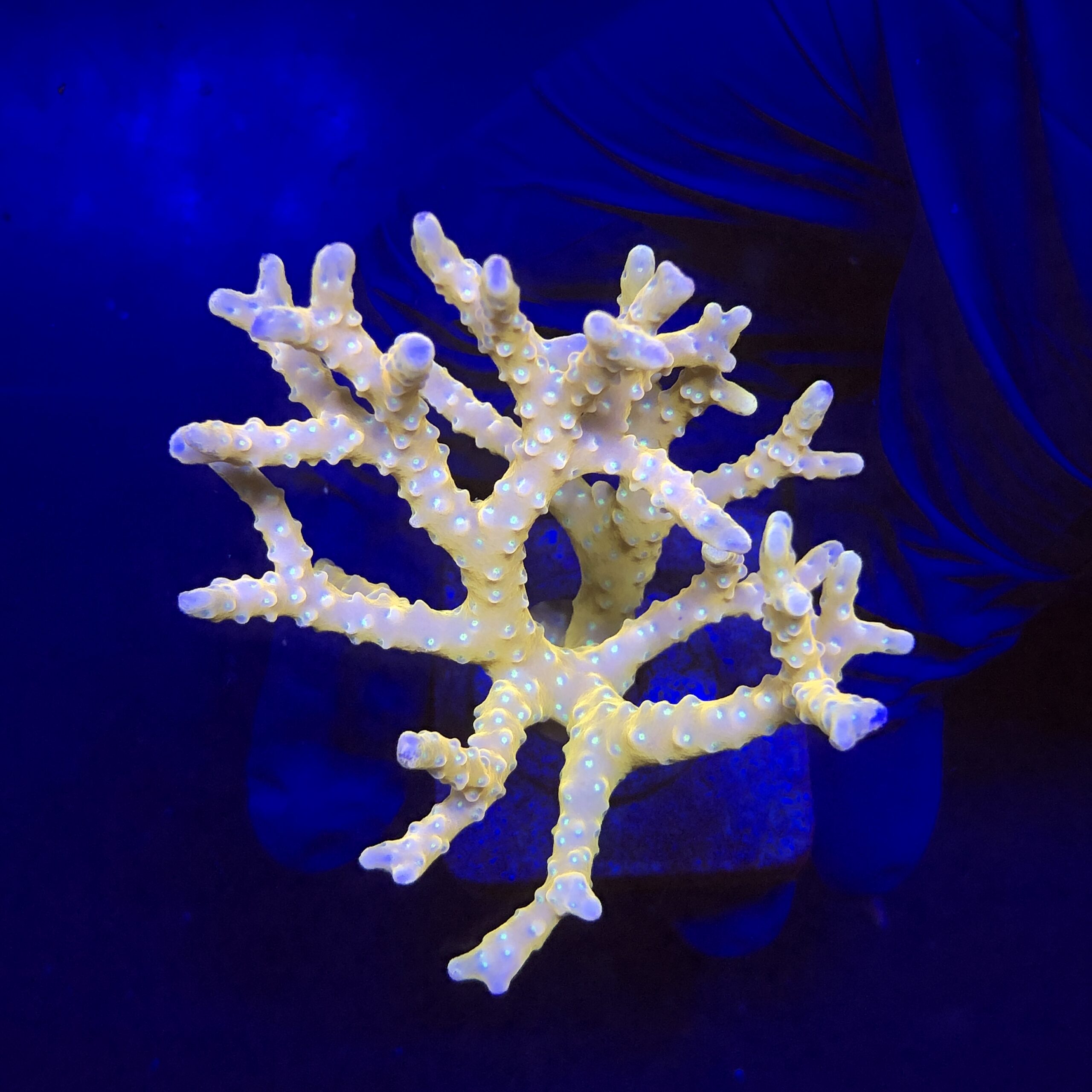 Tropicana Anacropora G