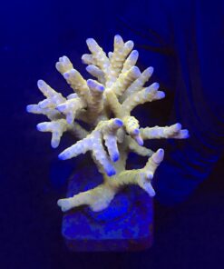 Tropicana Anacropora G