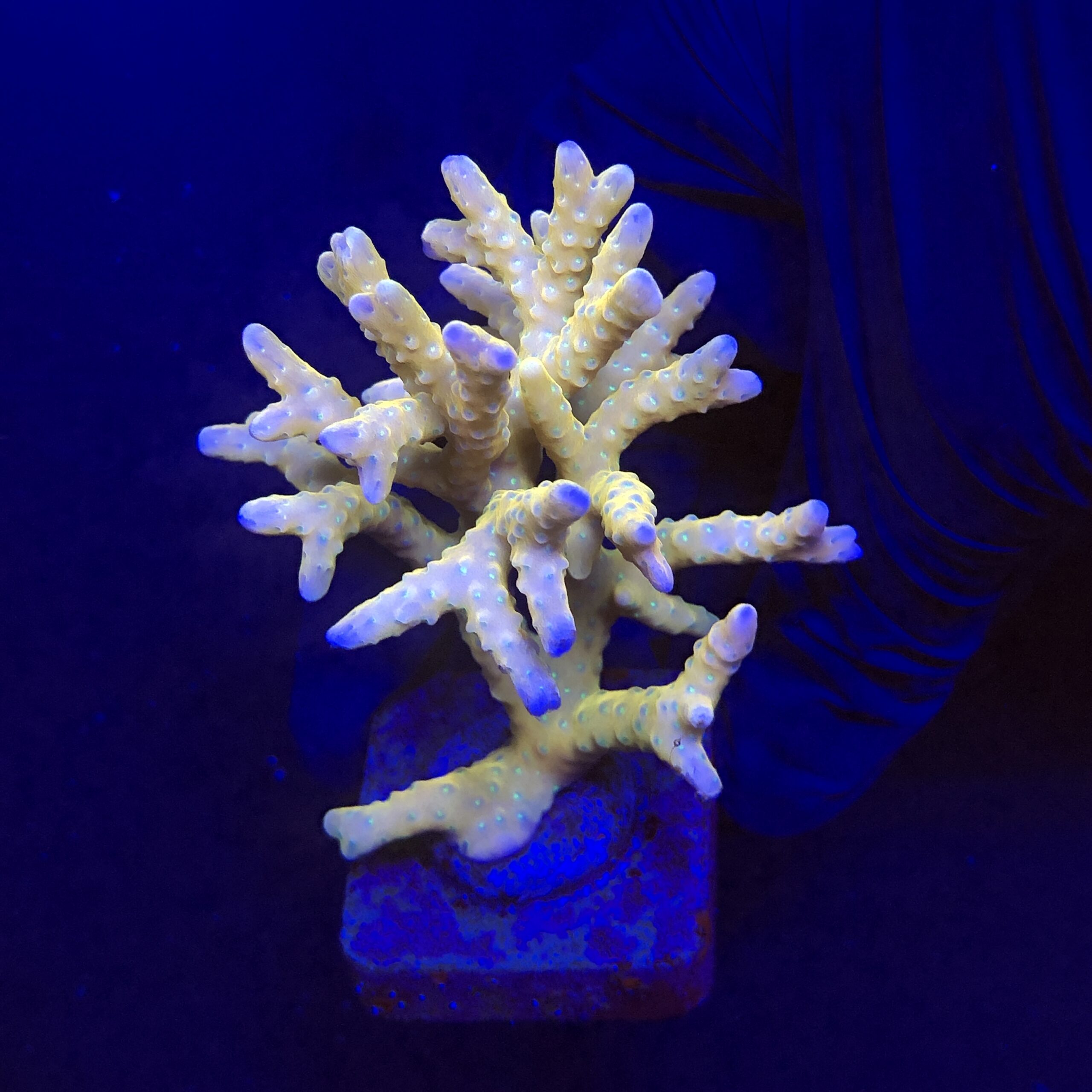 Tropicana Anacropora G