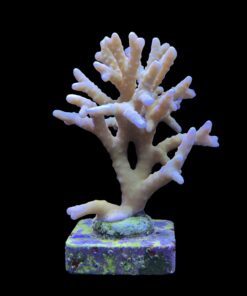 Alternative view of Tropicana Anacropora G