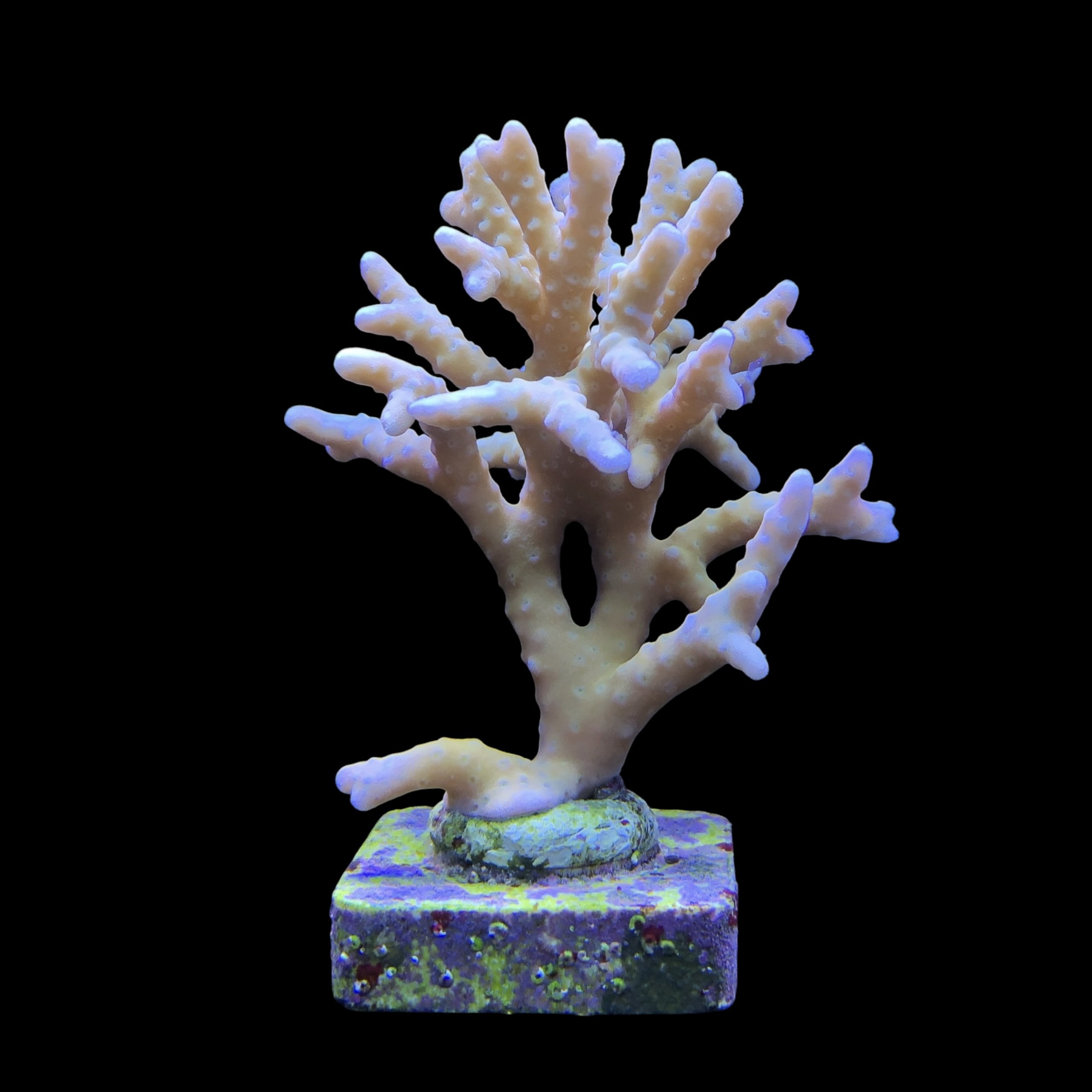 Tropicana Anacropora G - Imagem 2