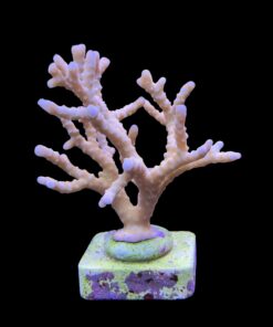 Alternative view of Tropicana Anacropora G