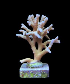 Alternative view of Tropicana Anacropora G