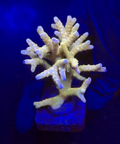 Tropicana Anacropora G
