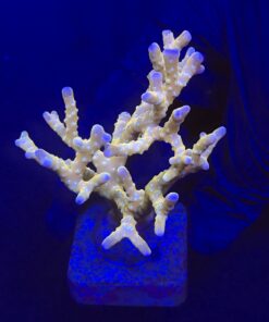 Tropicana Anacropora G