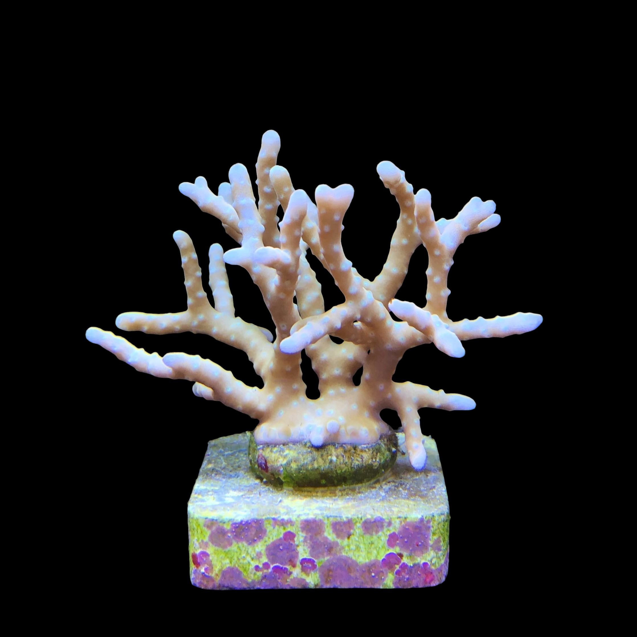 Tropicana Anacropora G - Imagem 2