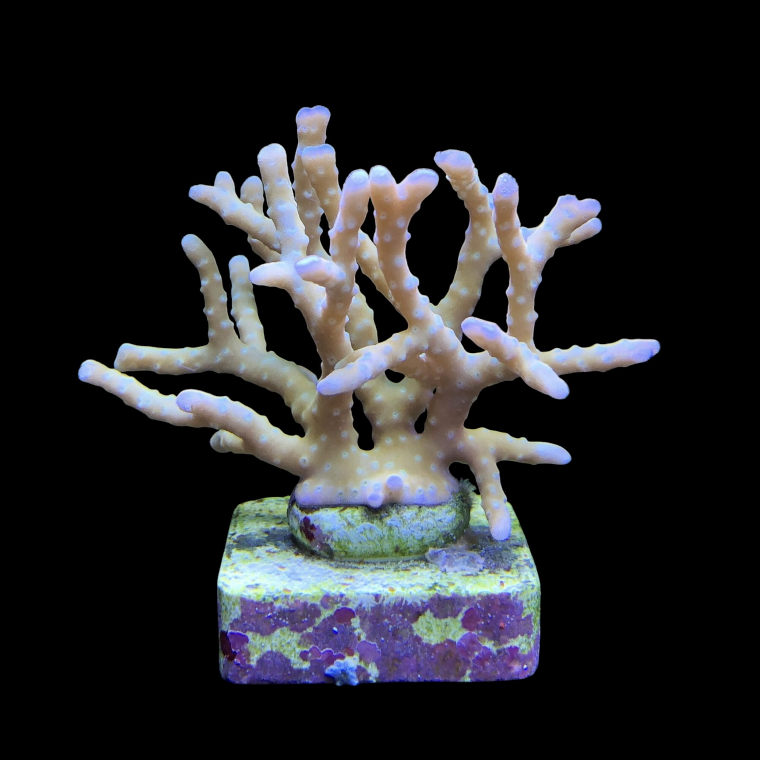 Tropicana Anacropora G - Imagem 2