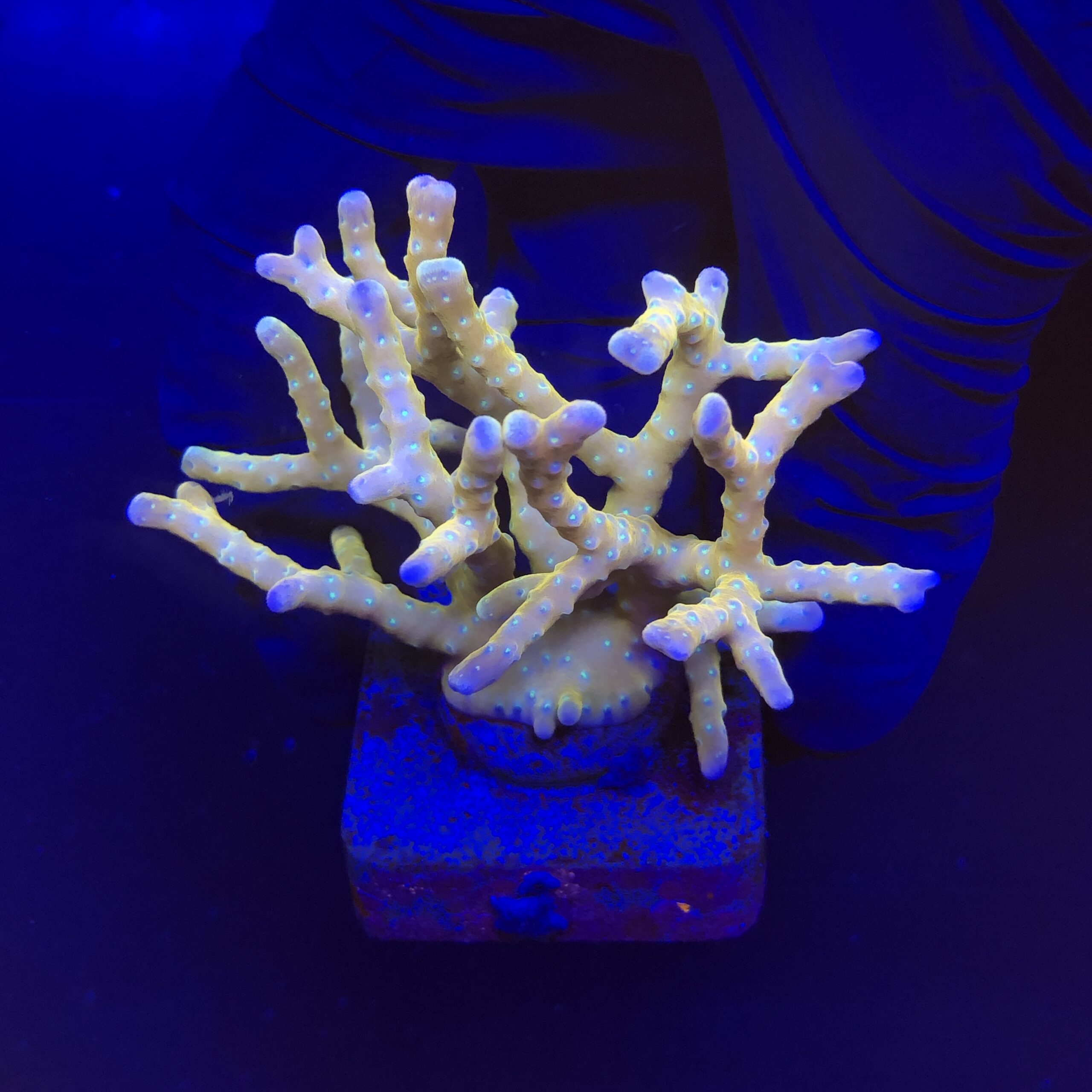 Tropicana Anacropora G
