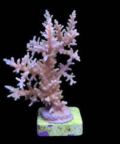 Alternative view of Yellow Tips Dragon Mini Colônia