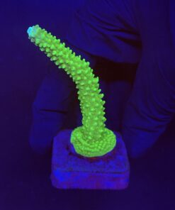 Yongei Green Blue Tips G