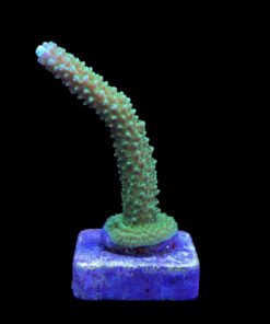 Alternative view of Yongei Green Blue Tips G