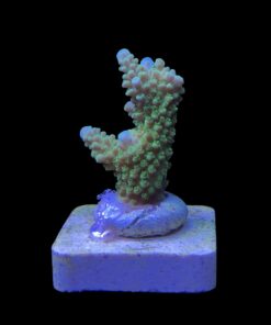 Alternative view of Yongei Green Blue Tips M