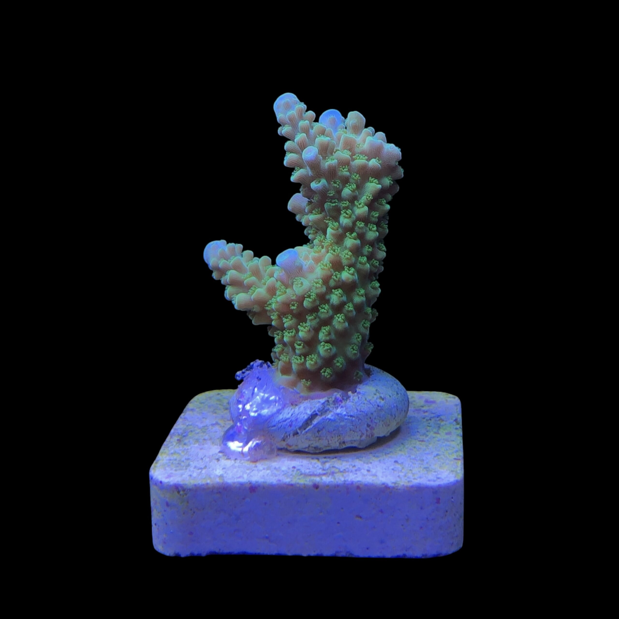 Yongei Green Blue Tips M - Imagem 2