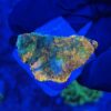 Acanthastrea Echinata Orange M