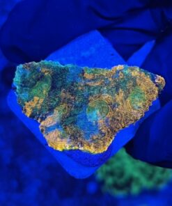 Acanthastrea Echinata Orange M