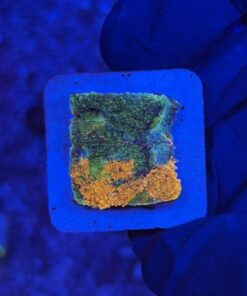 Acanthastrea Echinata Orange M