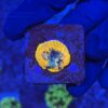 Acanthastrea Echinata Orange P