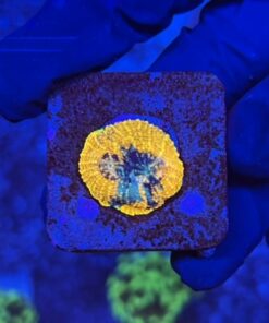 Acanthastrea Echinata Orange P