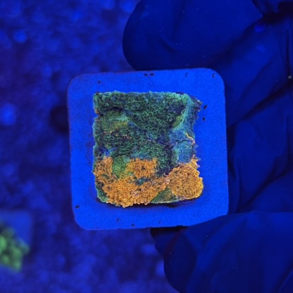 Acanthastrea Echinata Orange M