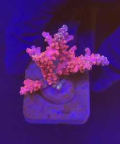 Austera Pink Yellow Tips M