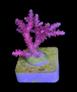 Alternative view of Austera Pink Yellow Tips M