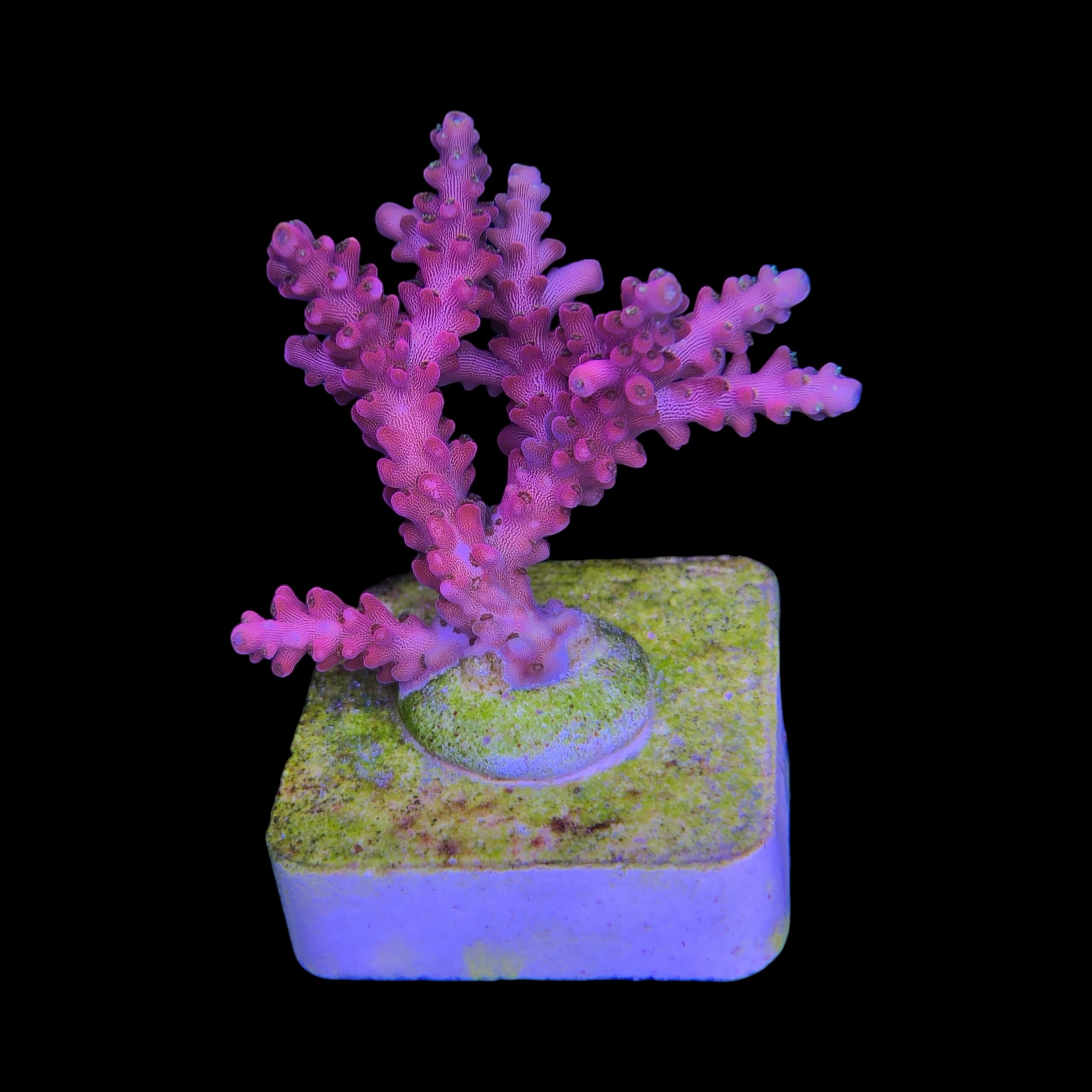 Austera Pink Yellow Tips M - Imagem 2