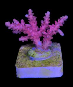 Alternative view of Austera Pink Yellow Tips M